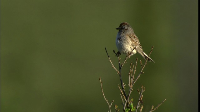 American Tree Sparrow - ML412539