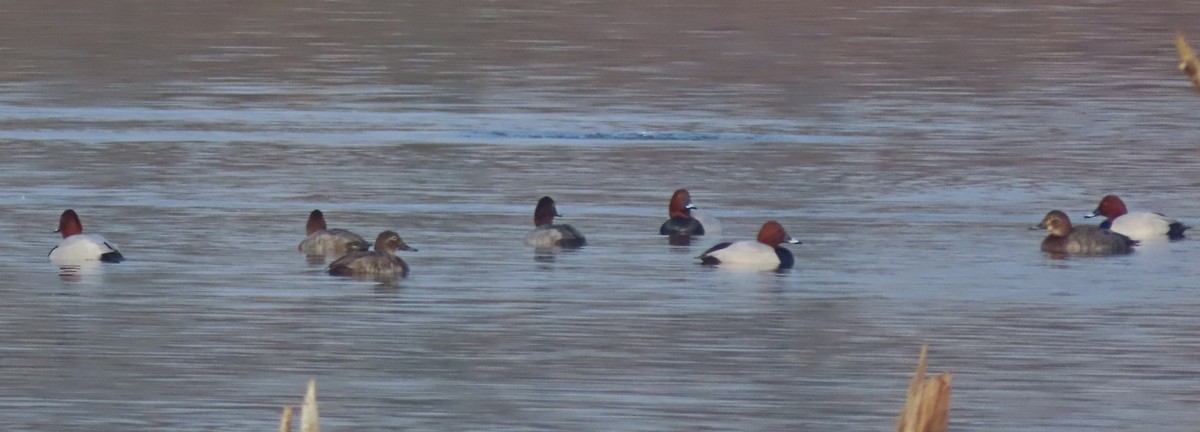 Common Pochard - ML412539551