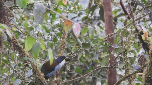 Black-billed Mountain-Toucan - ML412539851