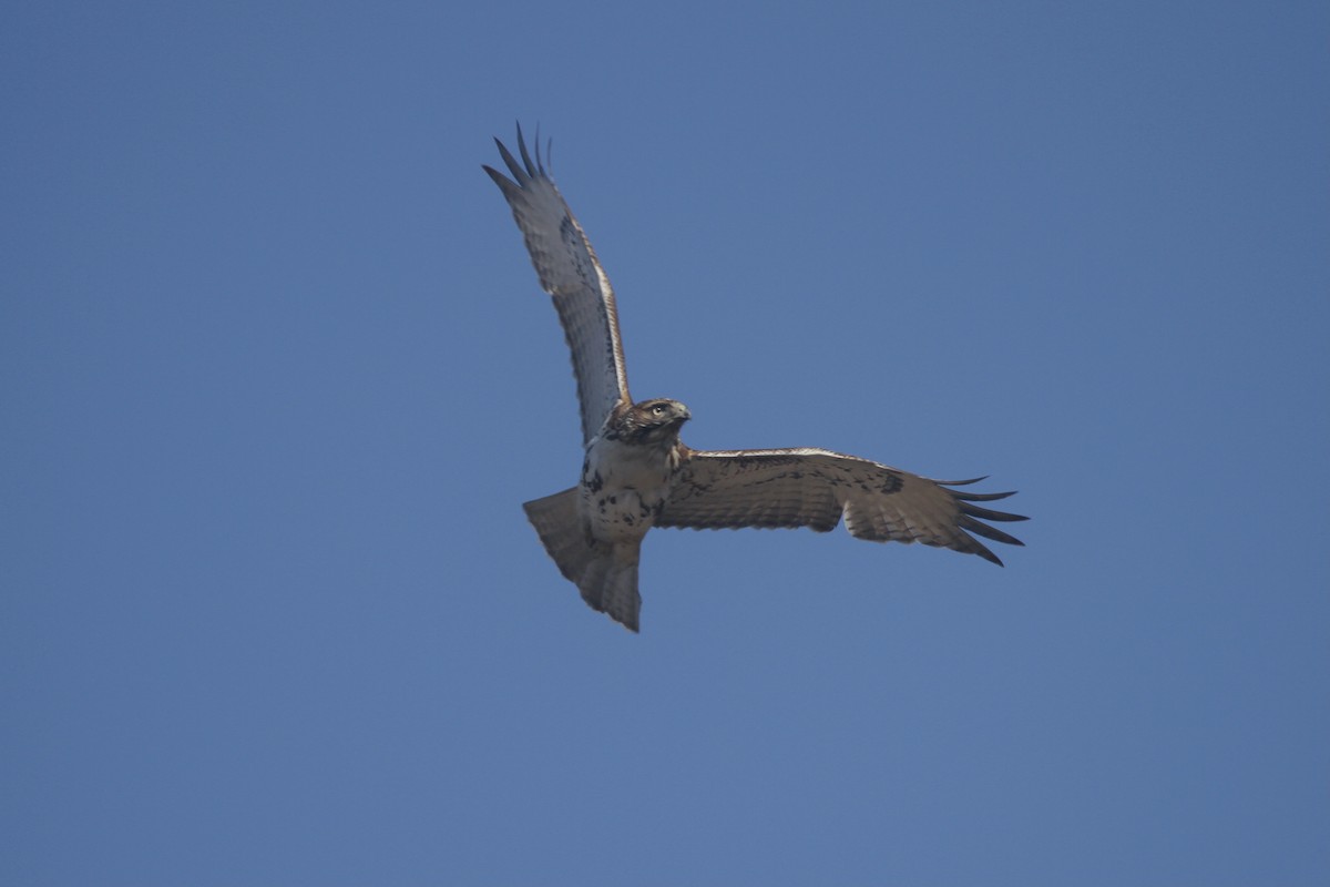 Red-tailed Hawk (borealis) - ML412540411