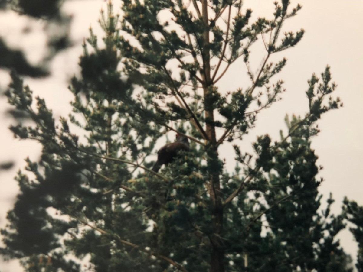 Western Capercaillie - ML412540631