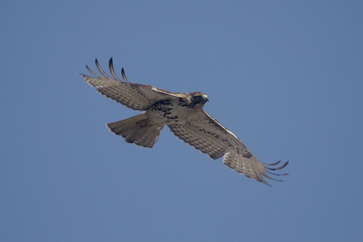 Red-tailed Hawk (borealis) - ML412540721