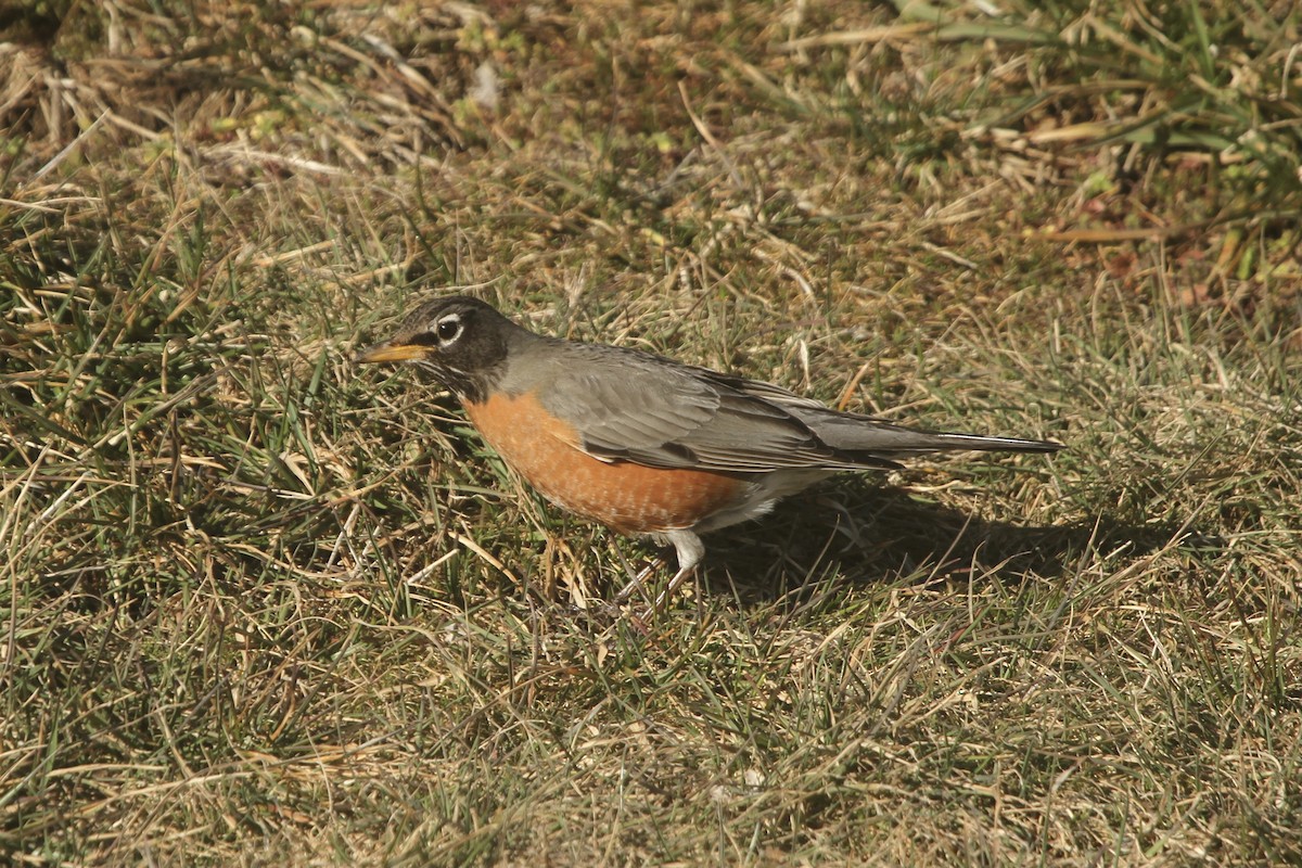 American Robin - ML412540881