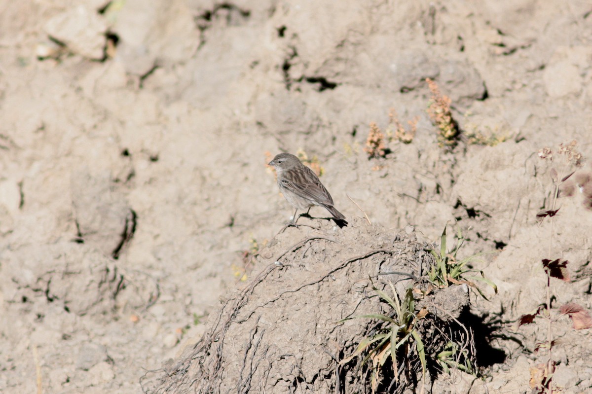 Ash-breasted Sierra Finch - ML412542821