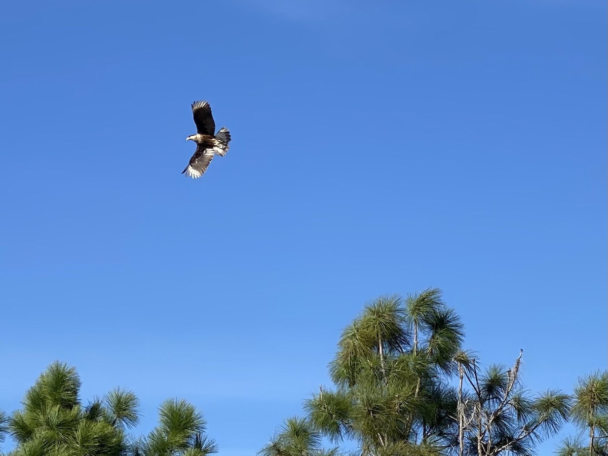 Crested Caracara (Northern) - ML412543021