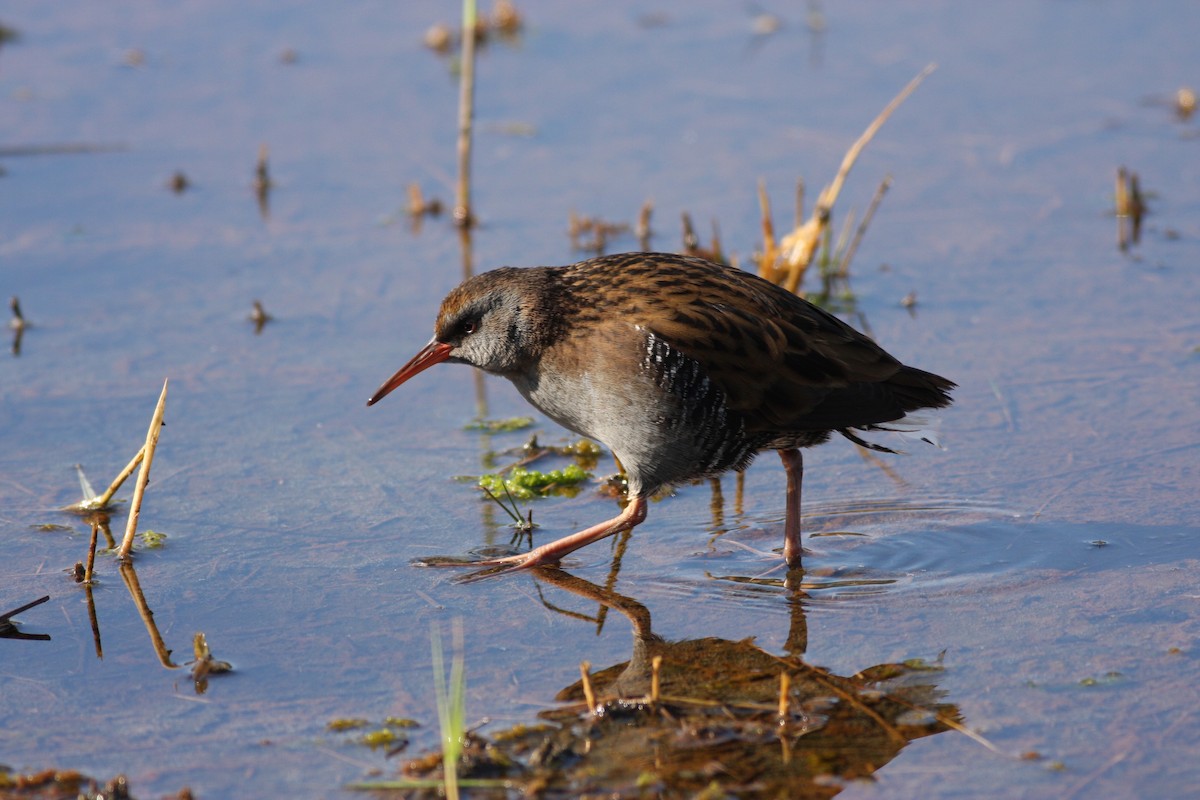 Water Rail - James Lidster