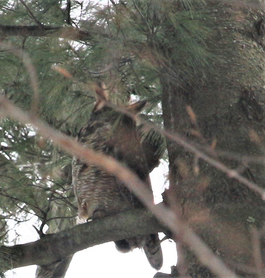 Great Horned Owl - ML412543471