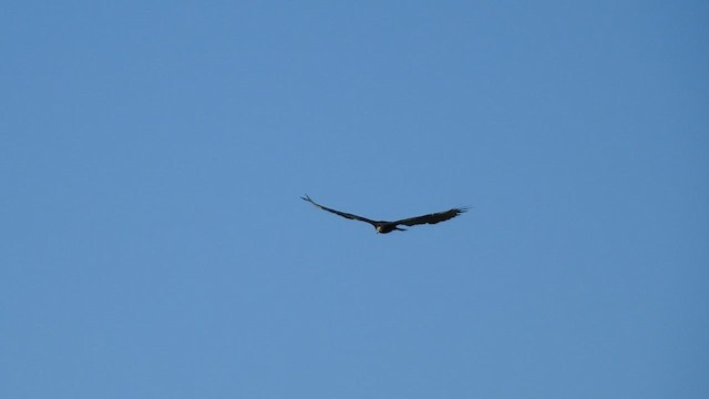 Lesser Yellow-headed Vulture - ML412544421