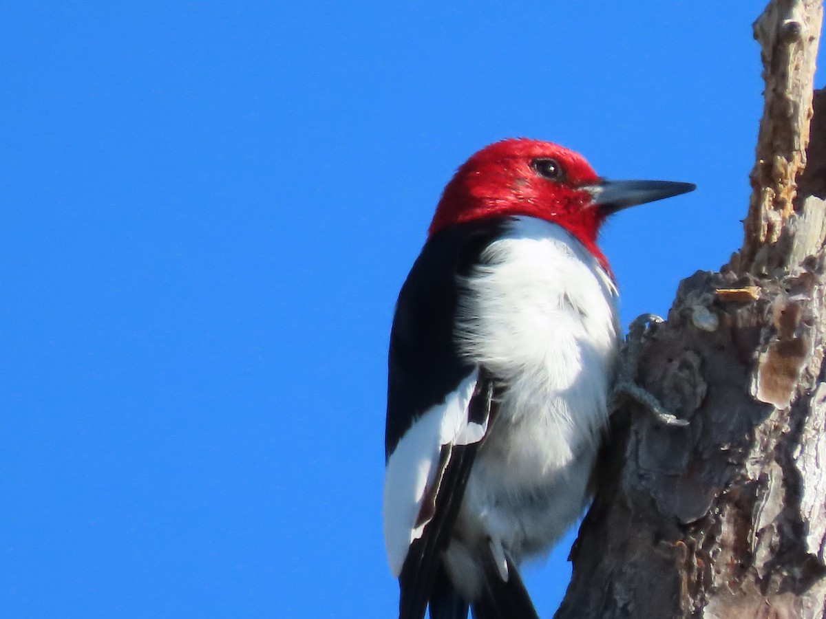 Red-headed Woodpecker - Tom Obrock