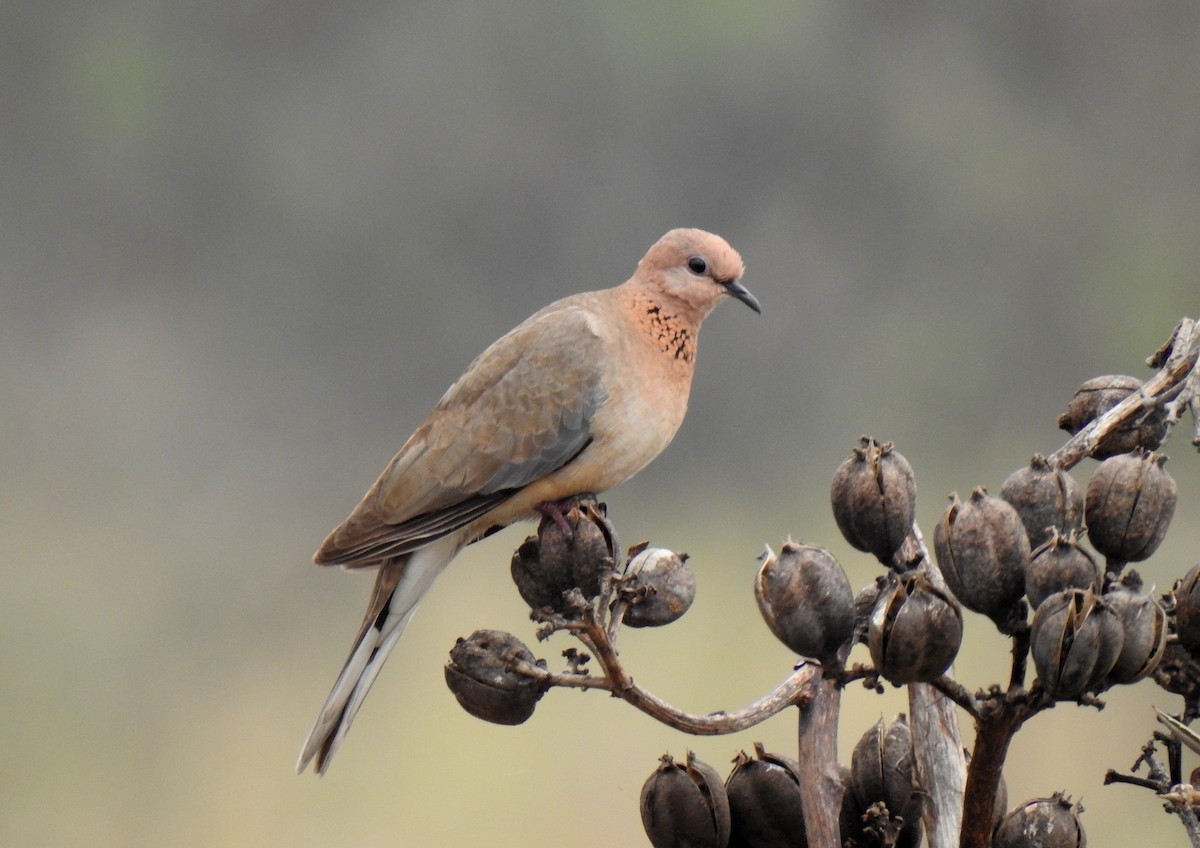 Laughing Dove - ML412545181