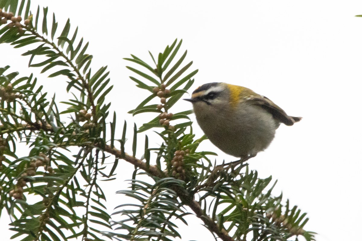 Common Firecrest - ML412545581