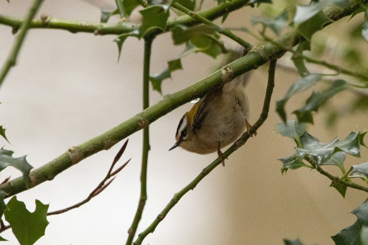 Common Firecrest - Letty Roedolf Groenenboom