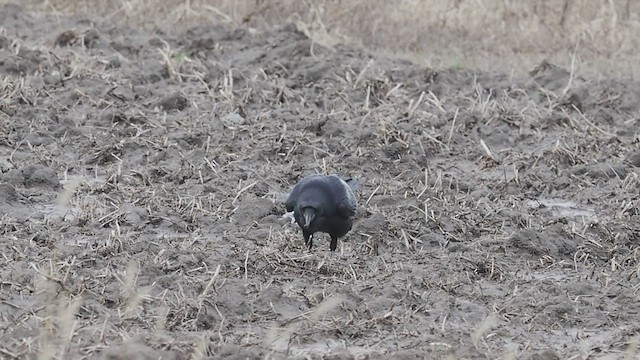 Common Raven - ML412545821