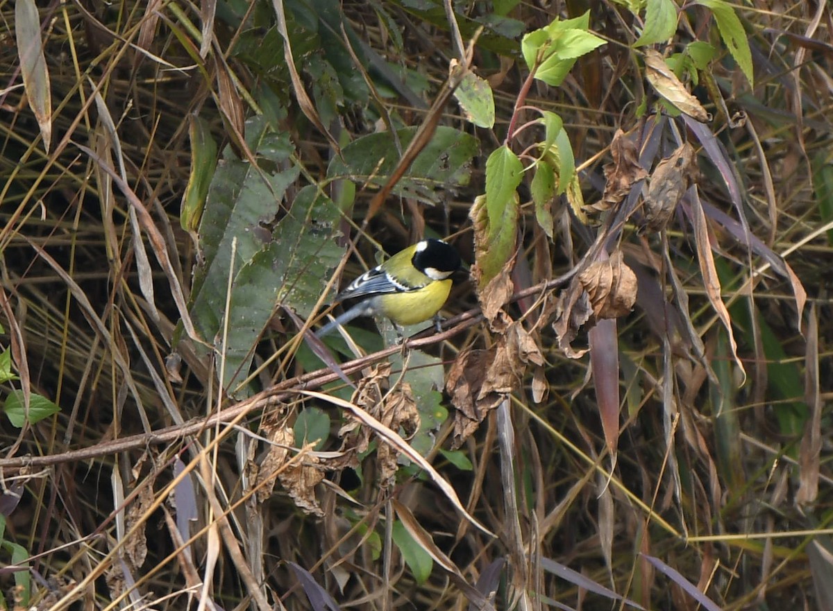 Green-backed Tit - ML412546211