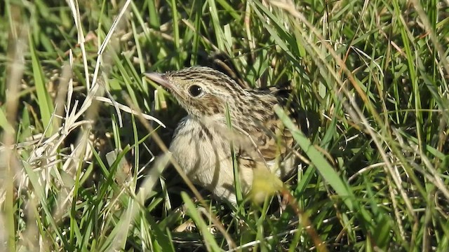 Hellmayr's Pipit - ML412546261