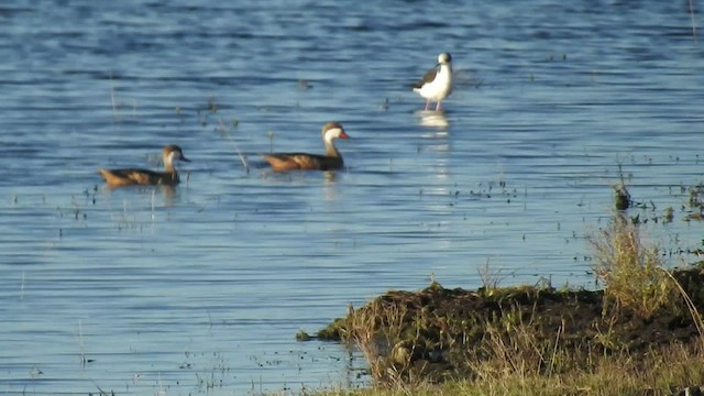 White-cheeked Pintail - ML412546771