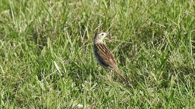 Hellmayr's Pipit - ML412546951