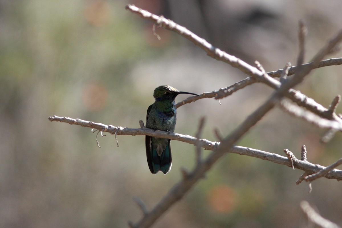 fiolørekolibri - ML412547361