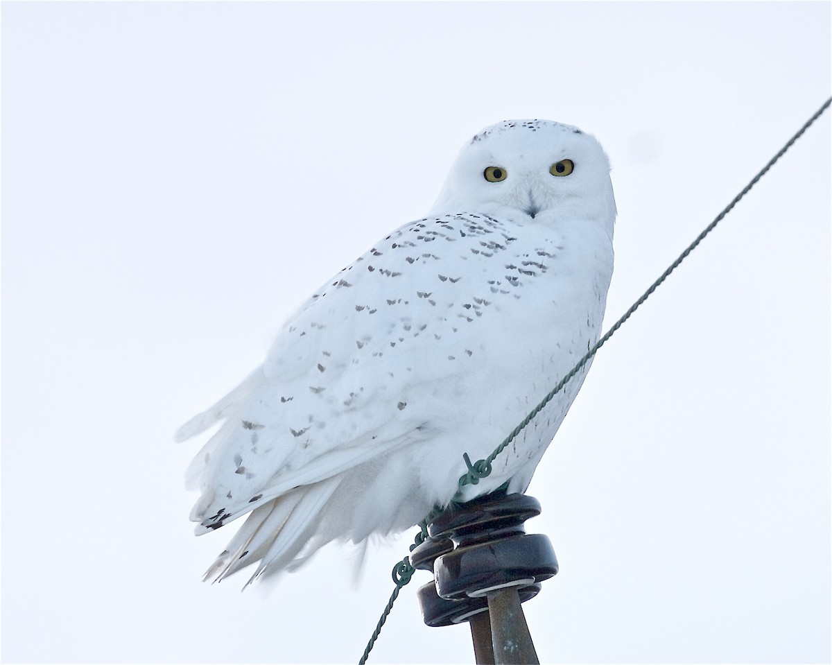 Snowy Owl - Jack & Holly Bartholmai