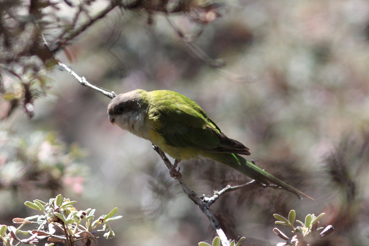 Gray-hooded Parakeet - ML412548081