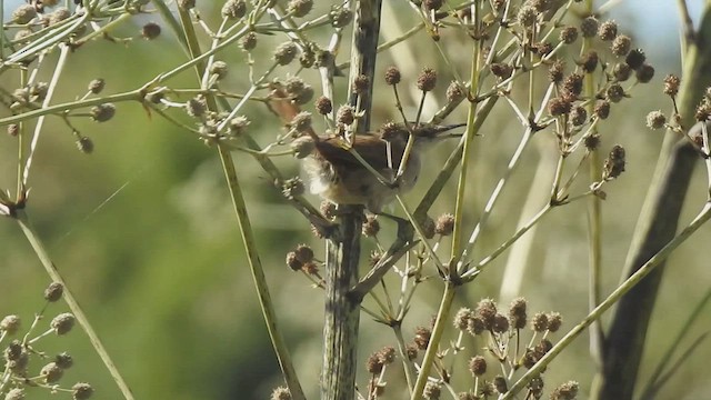 Straight-billed Reedhaunter - ML412548231