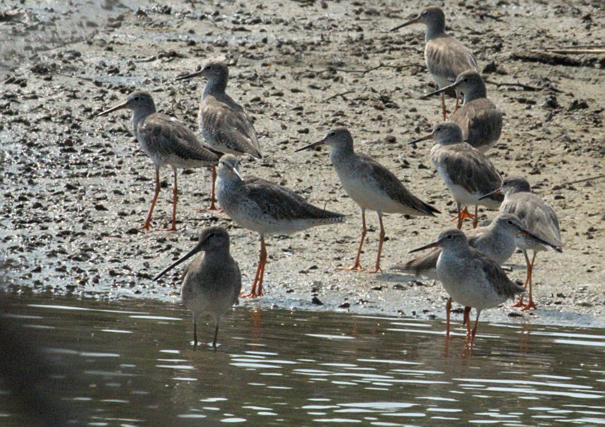 Long-billed Dowitcher - ML412548731