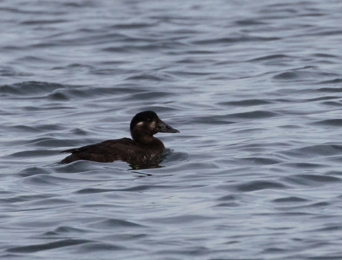 Surf Scoter - ML41255061