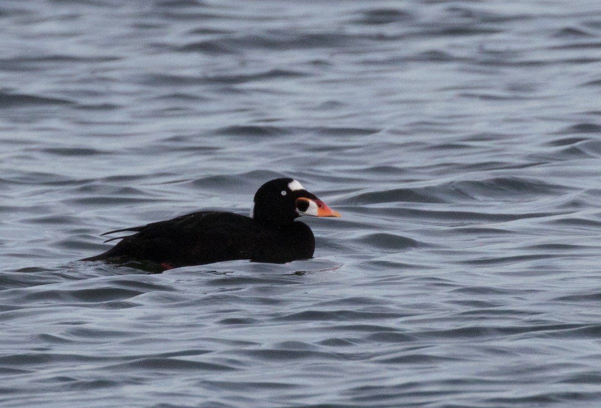 Surf Scoter - ML41255071