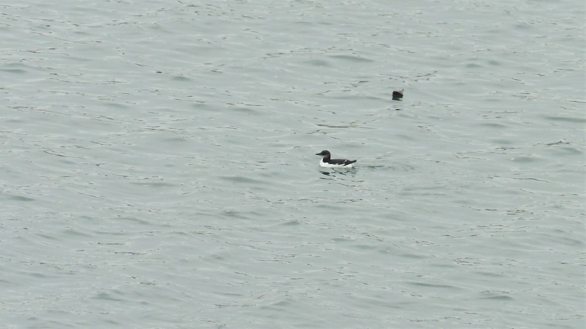Thick-billed Murre - ML412550731