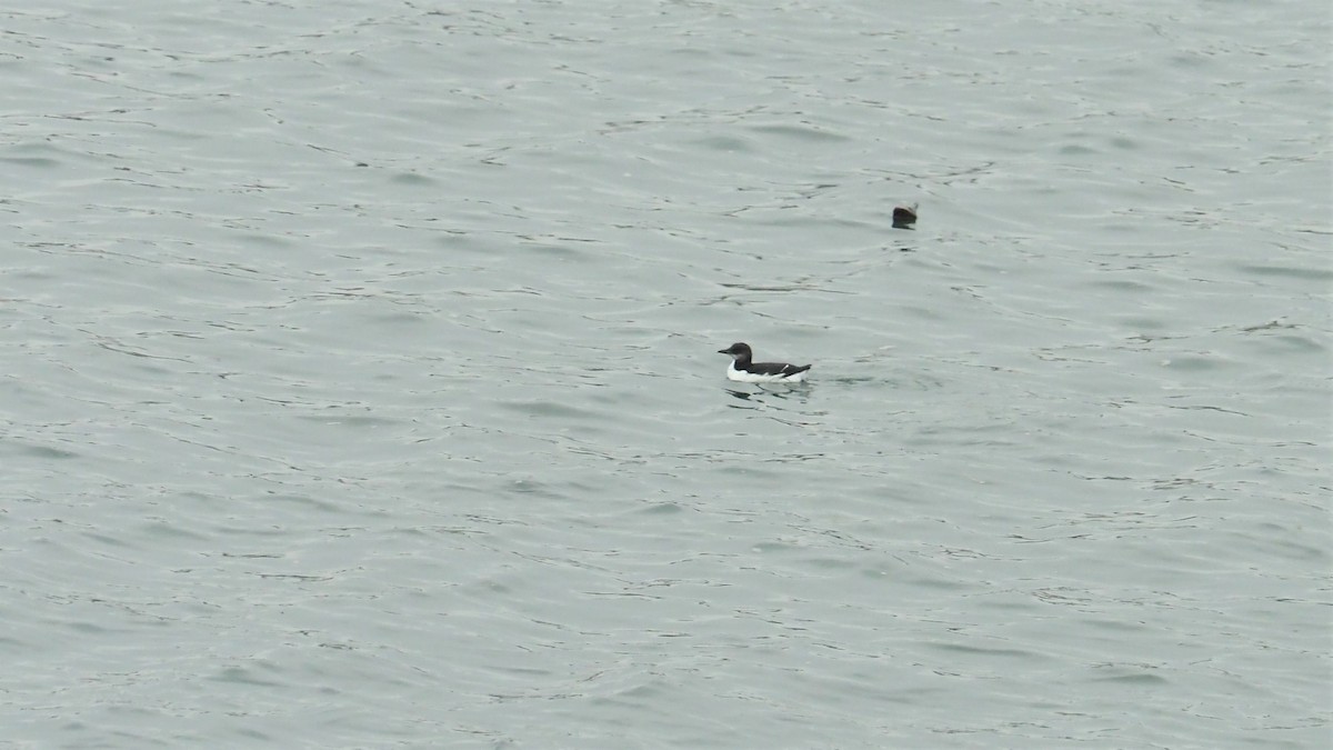 Thick-billed Murre - Bill Bunn