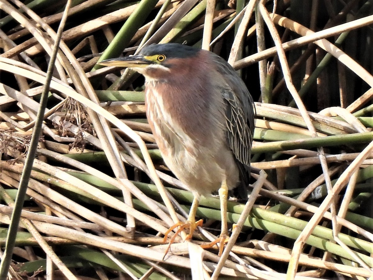 Green Heron - Michael I Christie