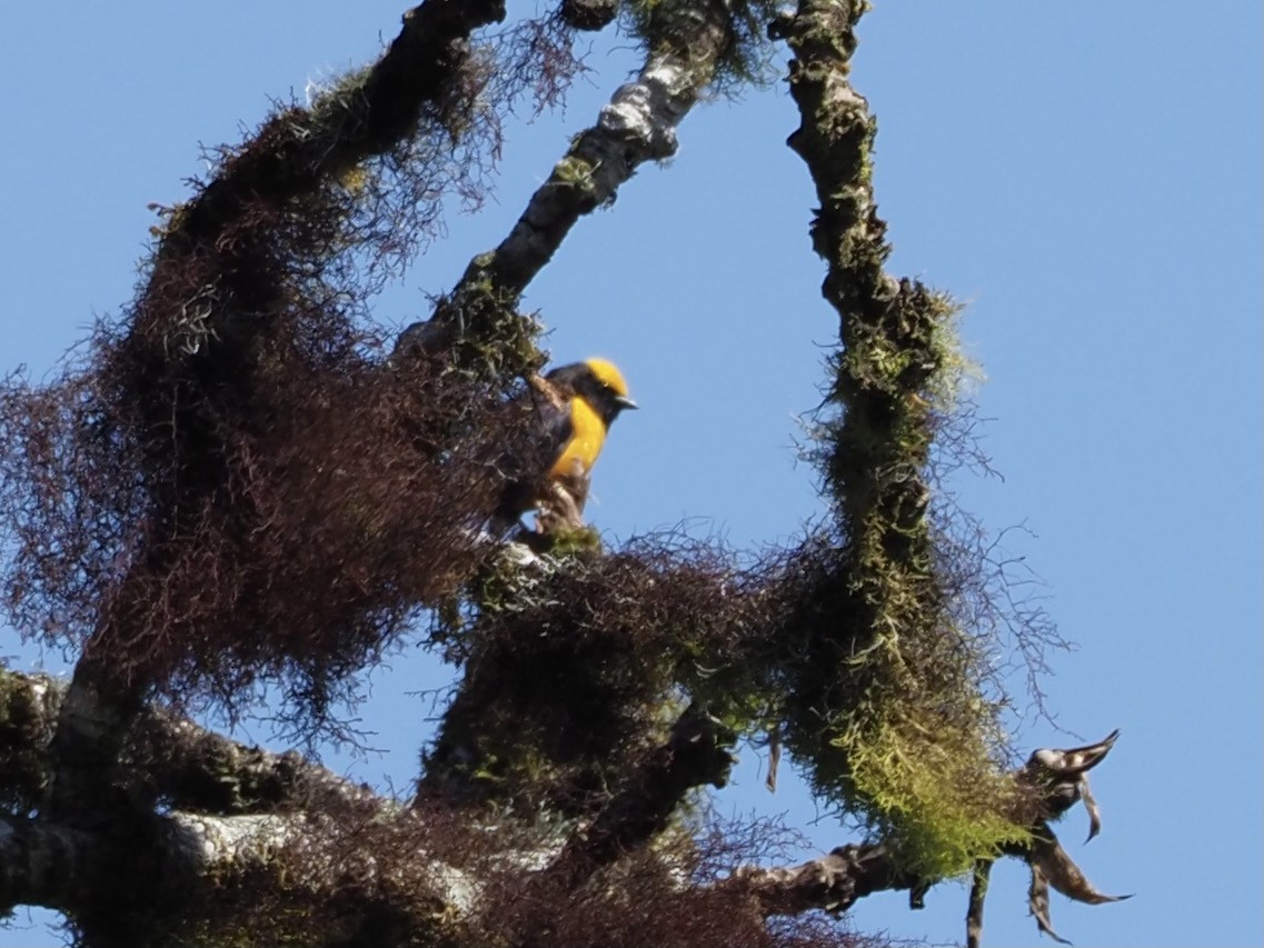 Orange-crowned Euphonia - ML412551981