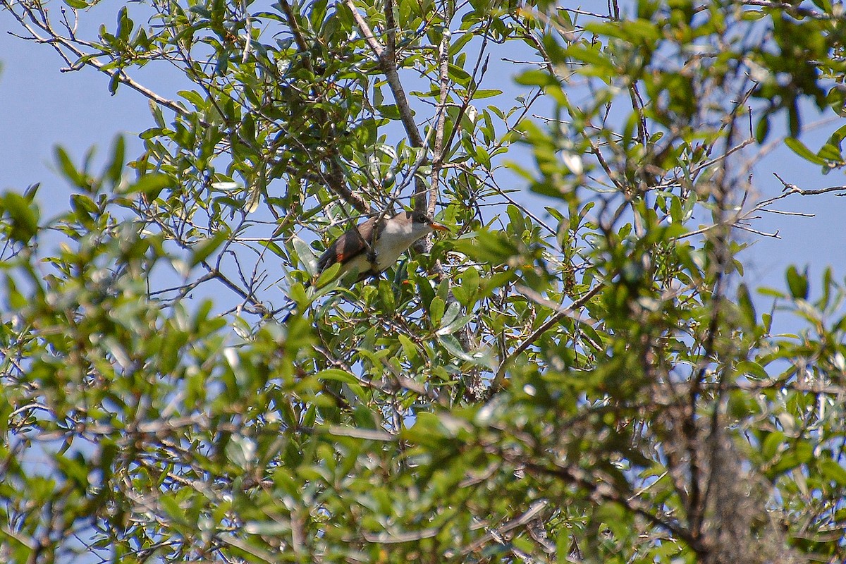 Yellow-billed Cuckoo - ML412552181