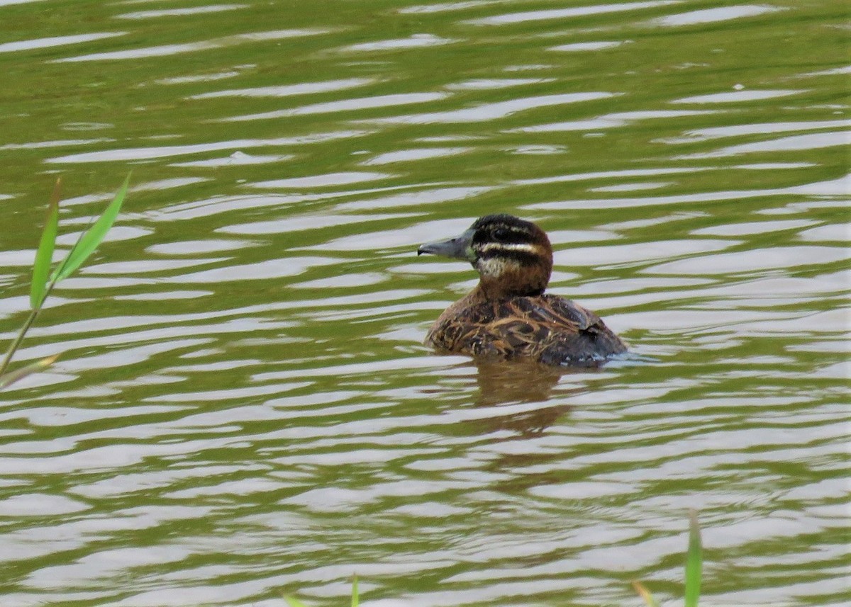 Masked Duck - ML412552241