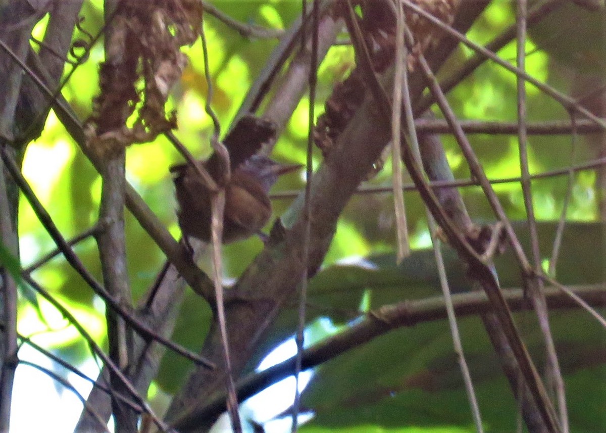 Moustached Wren - ML412555261