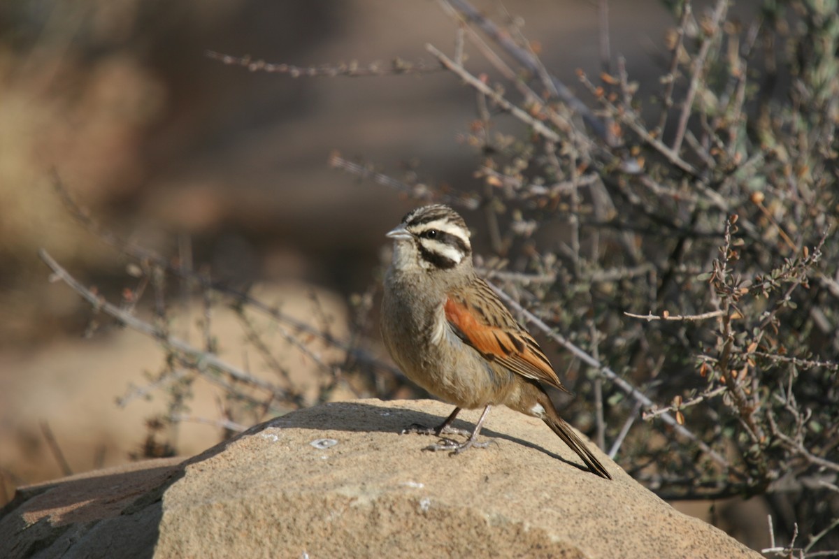 Cape Bunting - ML412557631