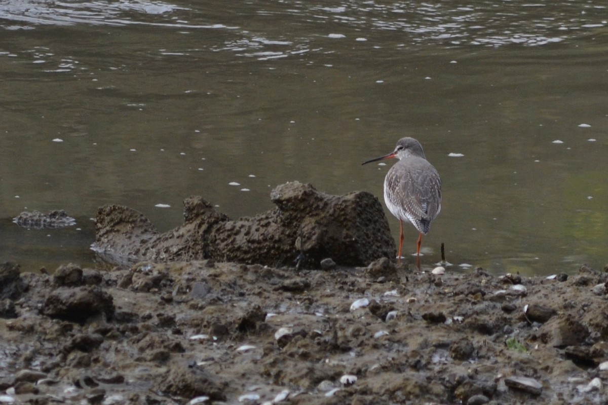 Spotted Redshank - Paulo  Roncon