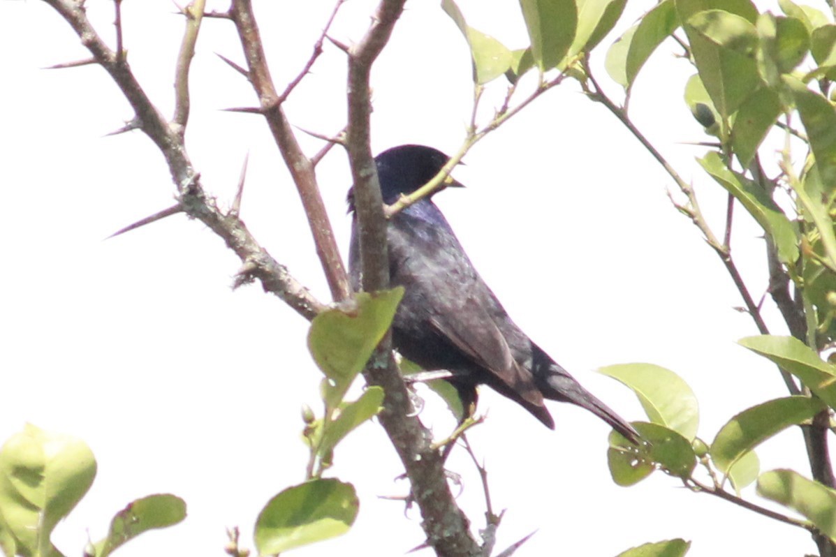 ナキコウウチョウ - ML412564141