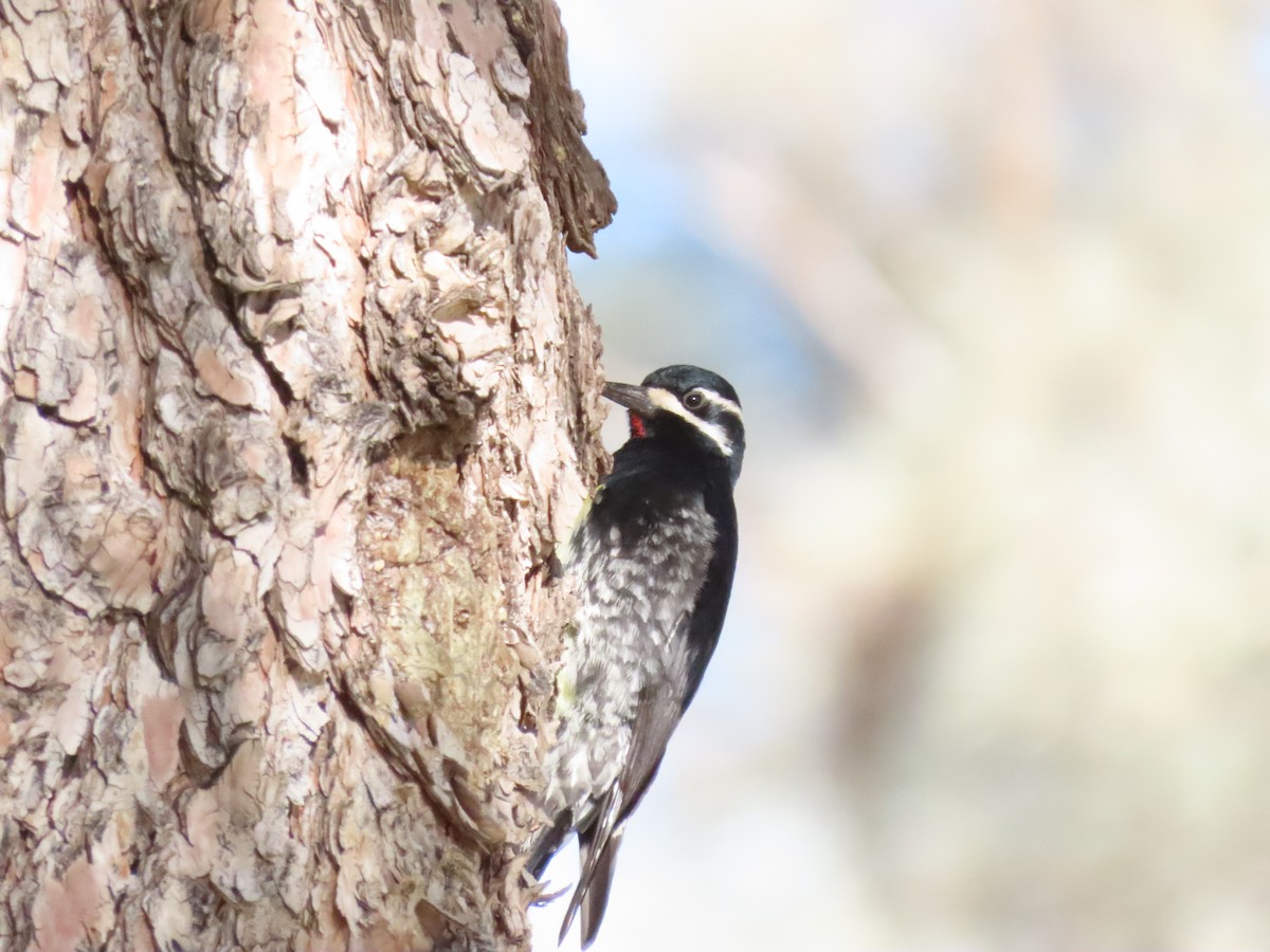 Williamson's Sapsucker - ML412564281