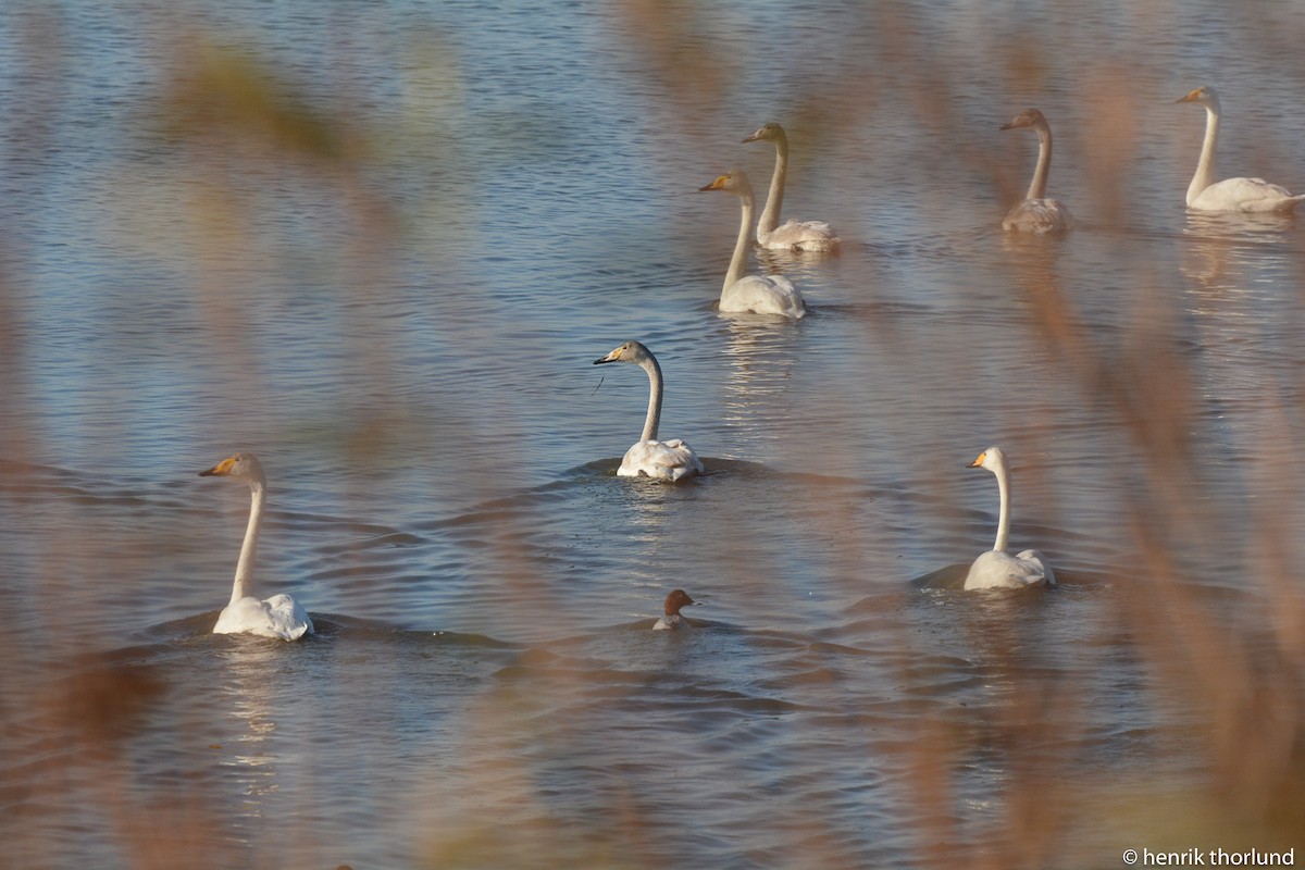 Whooper Swan - ML41256431