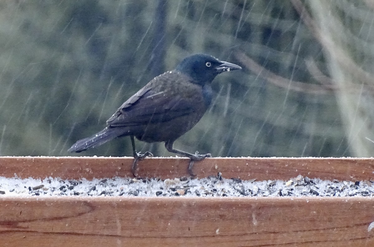 Common Grackle - ML412564331