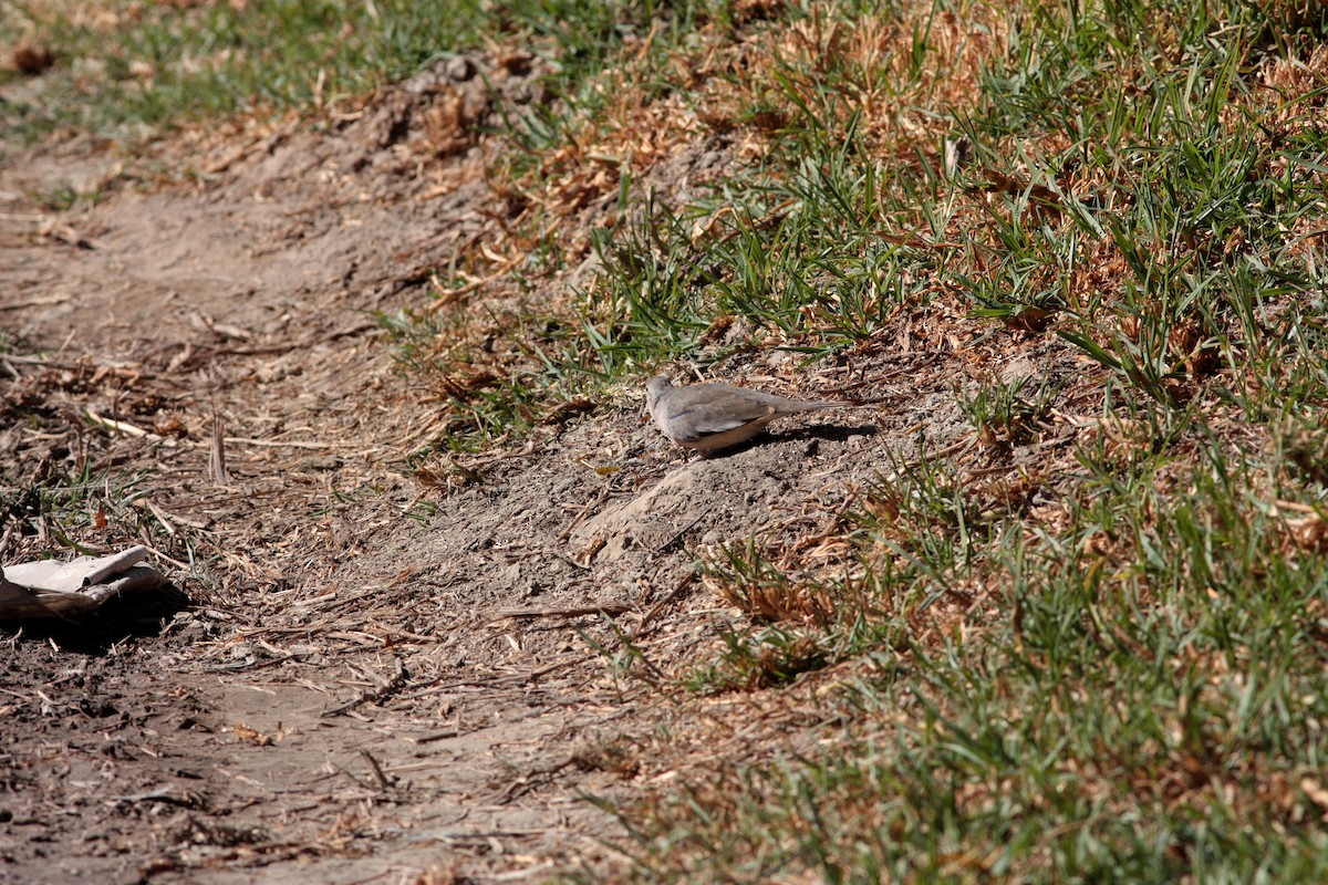 Picui Ground Dove - Richard Dunn