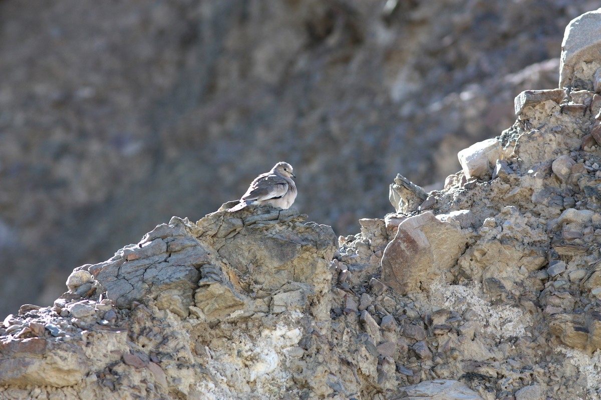 Picui Ground Dove - Richard Dunn