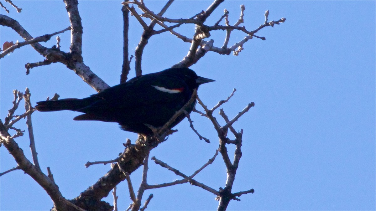 Tricolored Blackbird - ML412566311