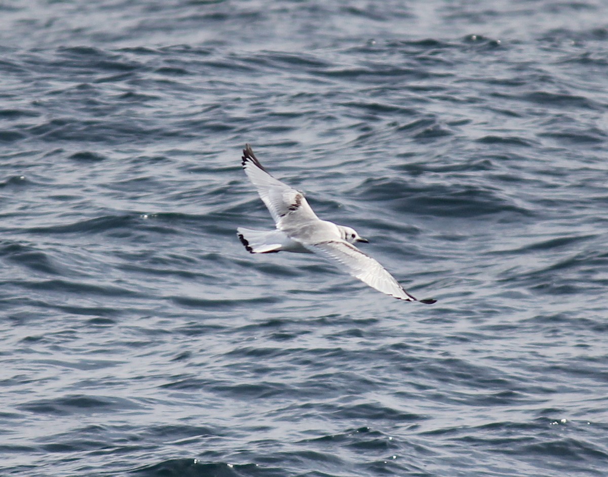 Mouette tridactyle - ML412566811
