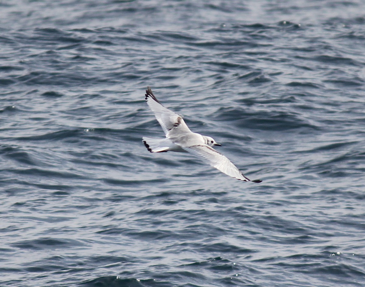 Black-legged Kittiwake - Emma Rosen