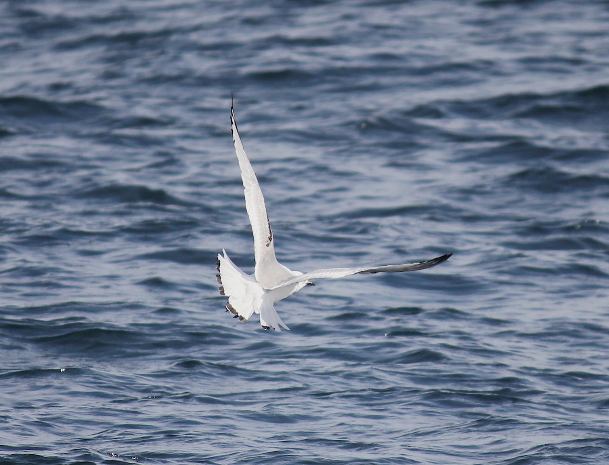 Mouette tridactyle - ML412566841