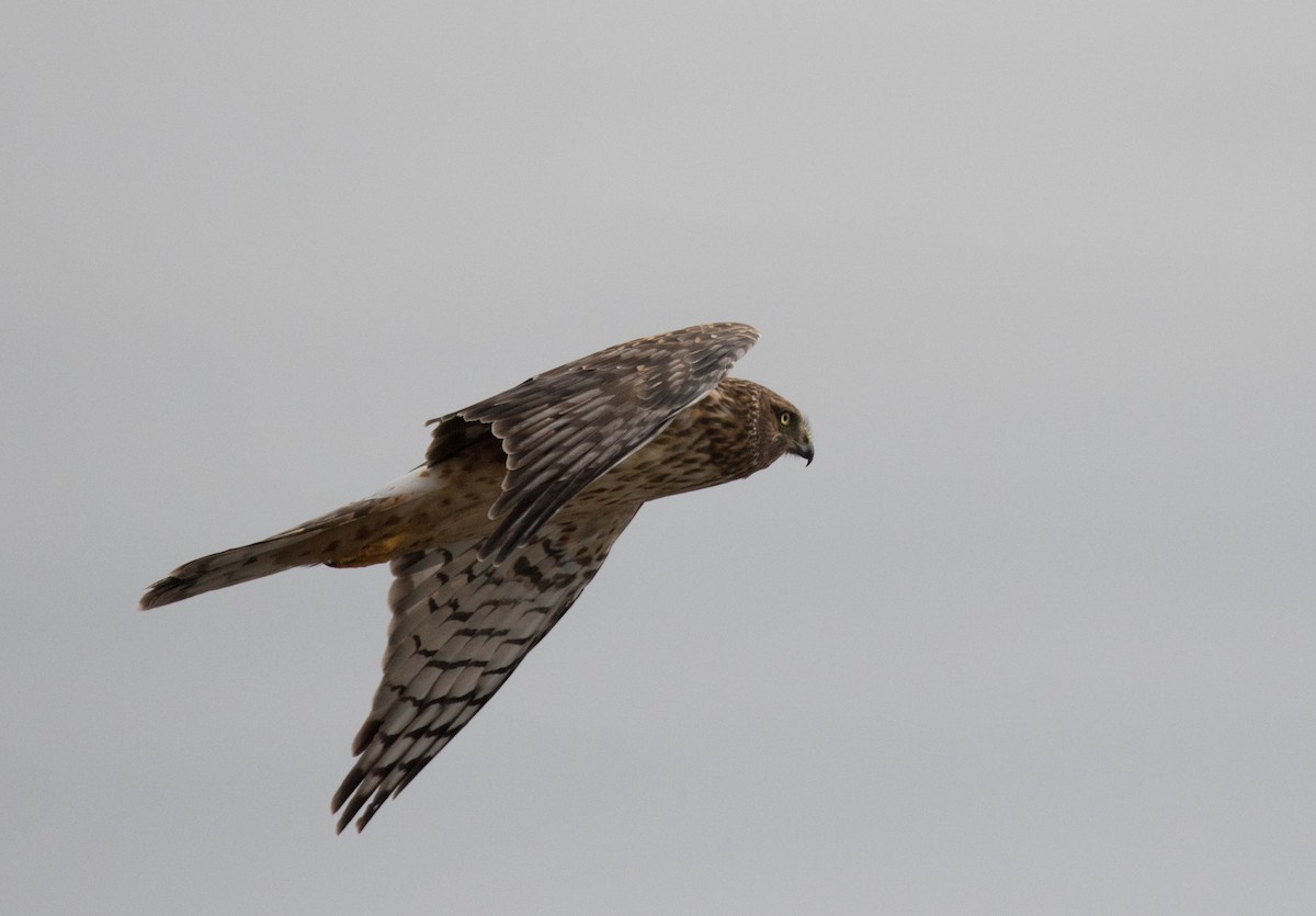 Northern Harrier - ML41256821