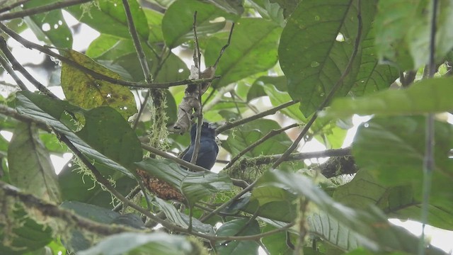 Ecuadorian Seedeater - ML412569321