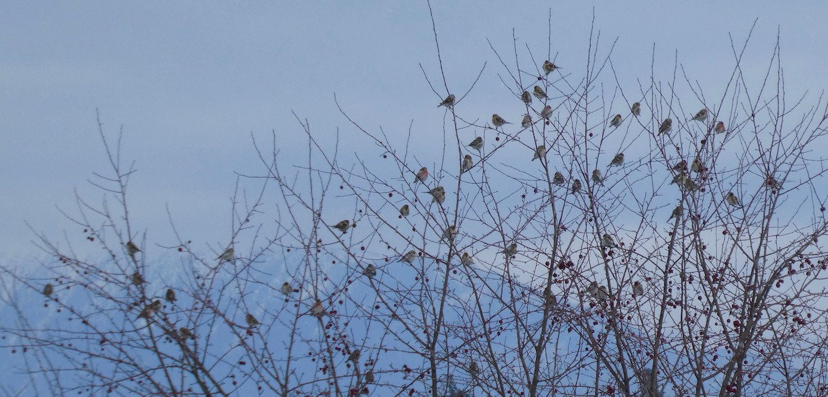 Common Redpoll - ML412570171